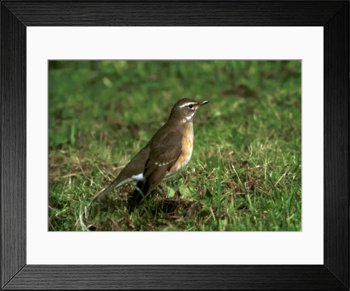 Framed Print : Eye-browed Thrush 1st winter October Isles of Scilly, UK Framed Print : Eye-browed Thrush 1st winter October Isles of Scilly, UK