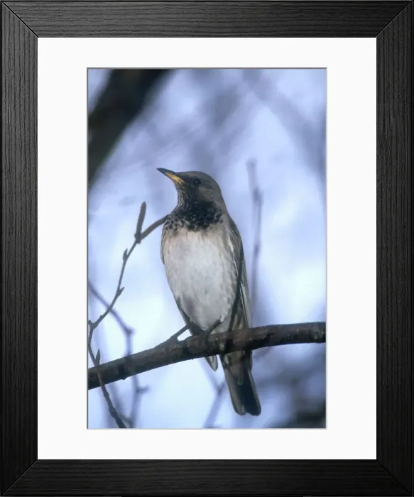 Framed Print : Red-throated / Dark-throated / Red-necked / Black-throated Thrush Adult male January Maidenhead, UK Framed Print : Red-throated / Dark-throated / Red-necked / Black-throated Thrush Adult male January Maidenhead, UK
