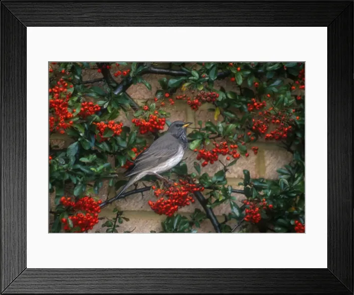 Framed Print : Red-throated / Dark-throated / Red-necked / Black-throated Thrush Adult male January Maidenhead, UK Framed Print : Red-throated / Dark-throated / Red-necked / Black-throated Thrush Adult male January Maidenhead, UK