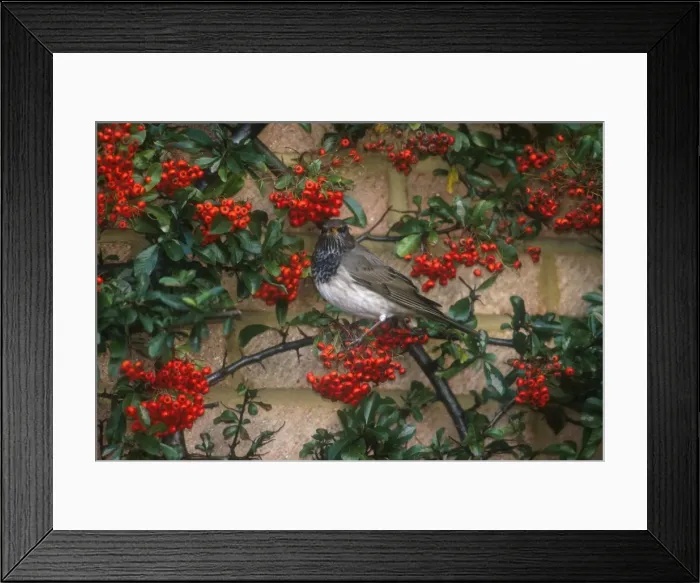 Framed Print : Red-throated / Dark-throated / Red-necked / Black-throated Thrush Adult male January Maidenhead, UK Framed Print : Red-throated / Dark-throated / Red-necked / Black-throated Thrush Adult male January Maidenhead, UK