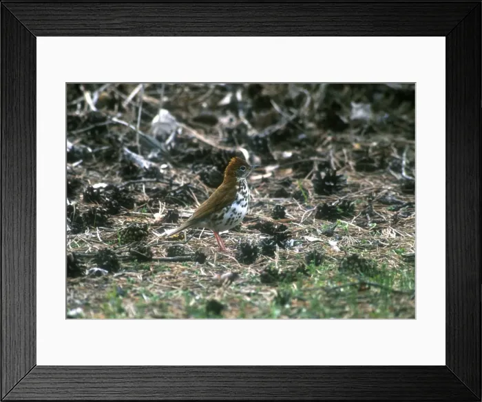 Framed Print : Wood Thrush Adult May Long Point, Canada Framed Print : Wood Thrush Adult May Long Point, Canada