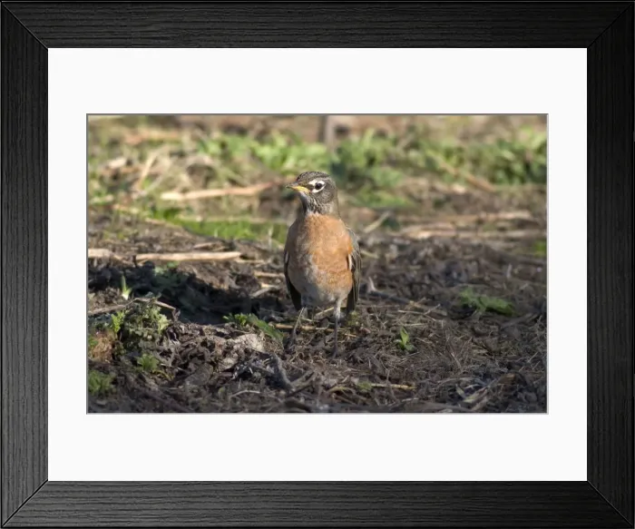 Framed Print : American Robin 1st winter December Cornwall Framed Print : American Robin 1st winter December Cornwall