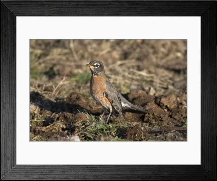 Framed Print : American Robin 1st winter December Cornwall Framed Print : American Robin 1st winter December Cornwall