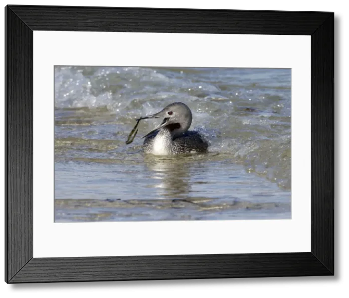 Framed Print : Red-throated Diver - Fishing in sea, but catches seaweed. October Isles of Scilly, UK Framed Print : Red-throated Diver - Fishing in sea, but catches seaweed. October Isles of Scilly, UK
