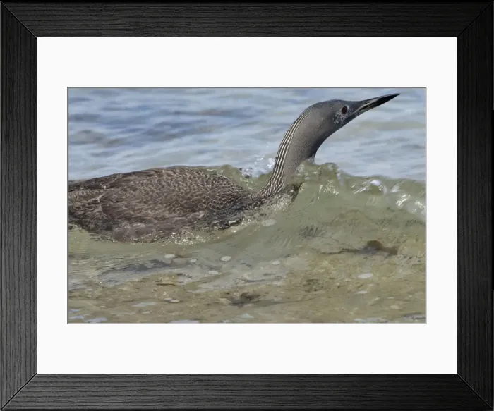 Framed Print : Red-throated Diver - Fishing in sea, October Isles of Scilly, UK Framed Print : Red-throated Diver - Fishing in sea, October Isles of Scilly, UK