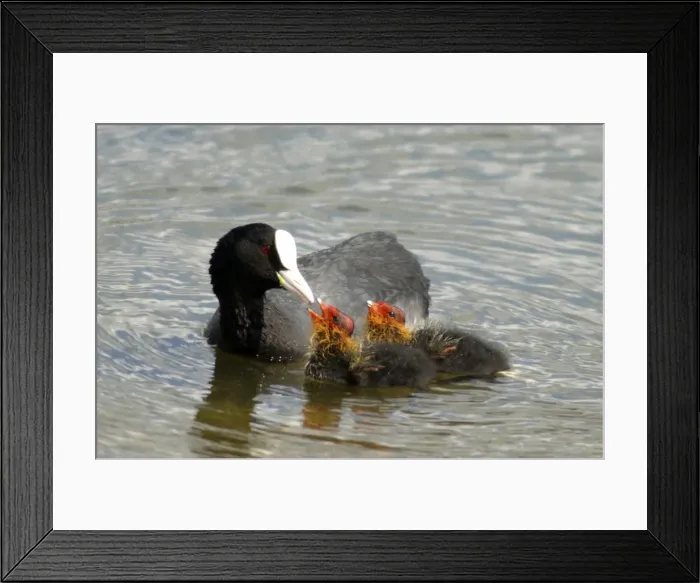 Framed Print : Adult Coot - feeding her young UK Framed Print : Adult Coot - feeding her young UK