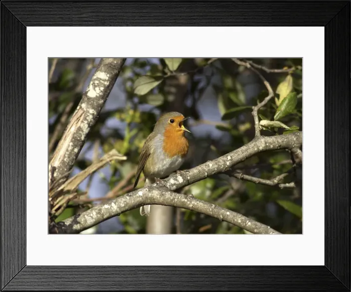 Framed Print : Robin - singing UK Framed Print : Robin - singing UK