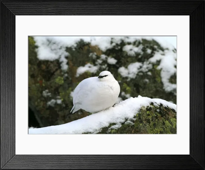 Framed Print : Ptarmigan - female, Winter Cairngorns Scotland, February Framed Print : Ptarmigan - female, Winter Cairngorns Scotland, February