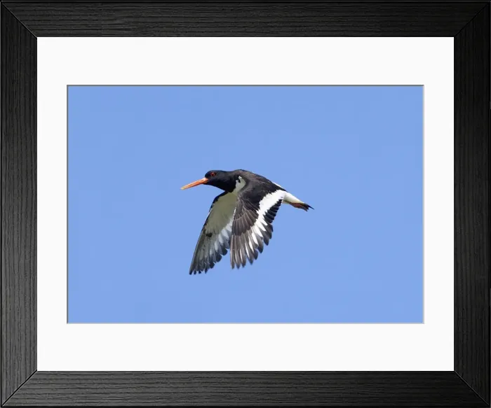 Framed Print : Adult Oystercatcher in flight Isles of Scilly, July Framed Print : Adult Oystercatcher in flight Isles of Scilly, July