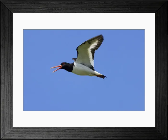 Framed Print : Adult Oystercatcher in flight calling Isles of Scilly, July Framed Print : Adult Oystercatcher in flight calling Isles of Scilly, July