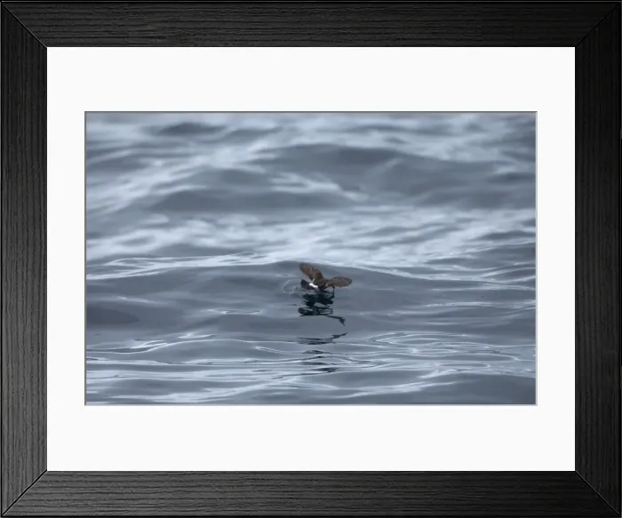 Framed Print : Storm Petrel over waves, Isles of Scilly, August Framed Print : Storm Petrel over waves, Isles of Scilly, August