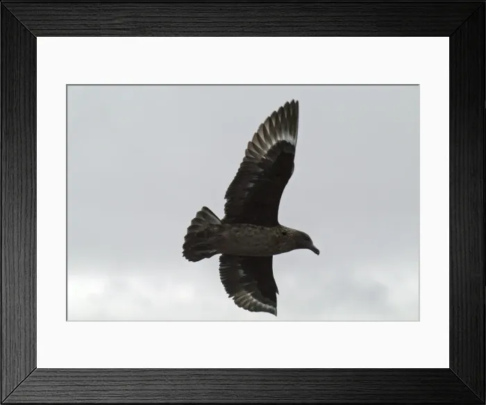 Framed Print : Great Skua - in flight Isles of Scilly, August Framed Print : Great Skua - in flight Isles of Scilly, August