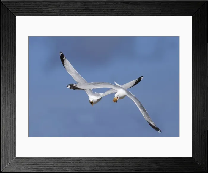 Framed Print : Adult Herring Gulls - fighting in flight over bread Framed Print : Adult Herring Gulls - fighting in flight over bread