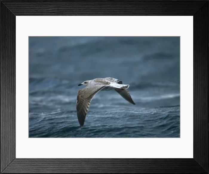 Framed Print : Juvenile Great Black-backed Gull over waves Isles of Scilly, August Framed Print : Juvenile Great Black-backed Gull over waves Isles of Scilly, August