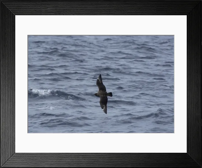 Framed Print : Great Skua - in flight over waves Isles of Scilly, August Framed Print : Great Skua - in flight over waves Isles of Scilly, August