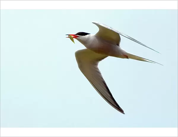 Common Tern - adult with food for young, Isles of Scilly, July