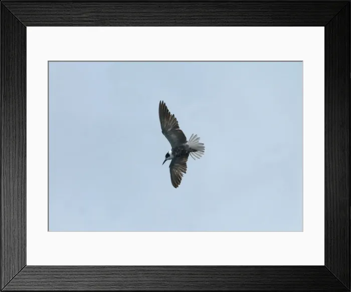 Framed Print : Black Tern - possibly juvenile Farmoor Reservior, August, Oxon Framed Print : Black Tern - possibly juvenile Farmoor Reservior, August, Oxon