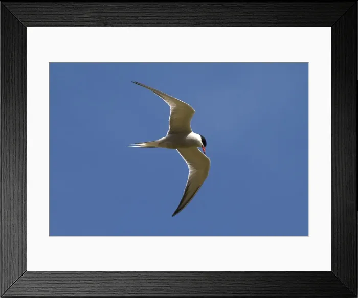 Framed Print : Common Tern - adult Isles of Scilly, July Framed Print : Common Tern - adult Isles of Scilly, July