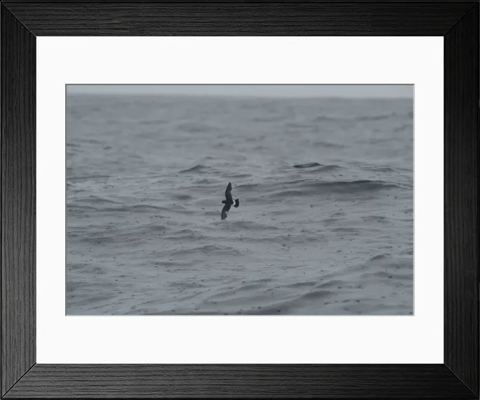 Framed Print : Storm Petrel - in flight over waves in rain Isles of Scilly, August Framed Print : Storm Petrel - in flight over waves in rain Isles of Scilly, August