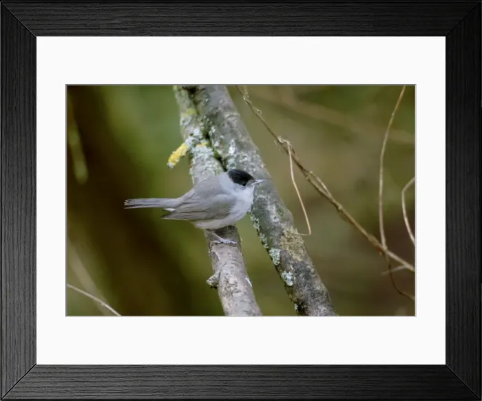 Framed Print : Blackcap - Winter male, January Oxon, UK Framed Print : Blackcap - Winter male, January Oxon, UK