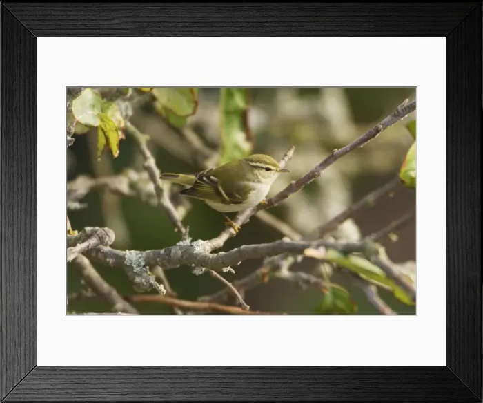 Framed Print : Yellow-browed Warbler - perched on branch, October Isles of Scilly Framed Print : Yellow-browed Warbler - perched on branch, October Isles of Scilly