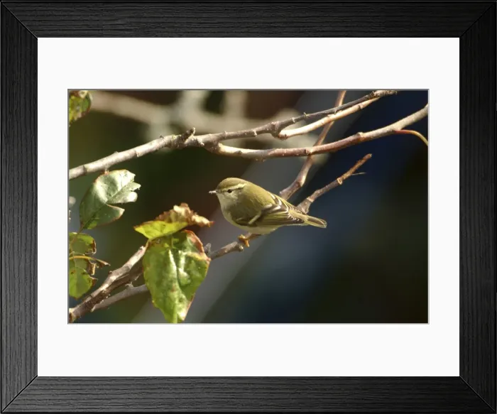 Framed Print : Yellow-browed Warbler - perched on branch, October Isles of Scilly Framed Print : Yellow-browed Warbler - perched on branch, October Isles of Scilly