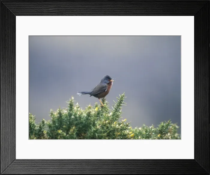 Framed Print : Dartford Warbler - Perched on Gorse, April New Forest, UK Framed Print : Dartford Warbler - Perched on Gorse, April New Forest, UK