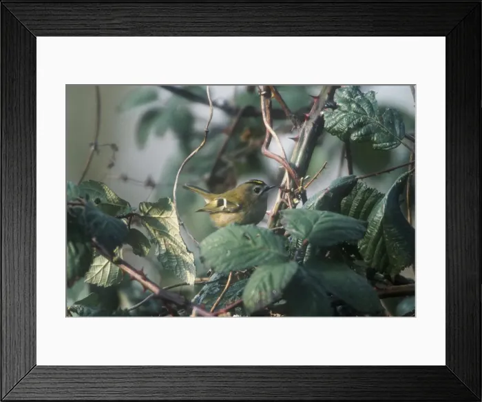 Framed Print : Goldcrest - October Oxon, UK Framed Print : Goldcrest - October Oxon, UK
