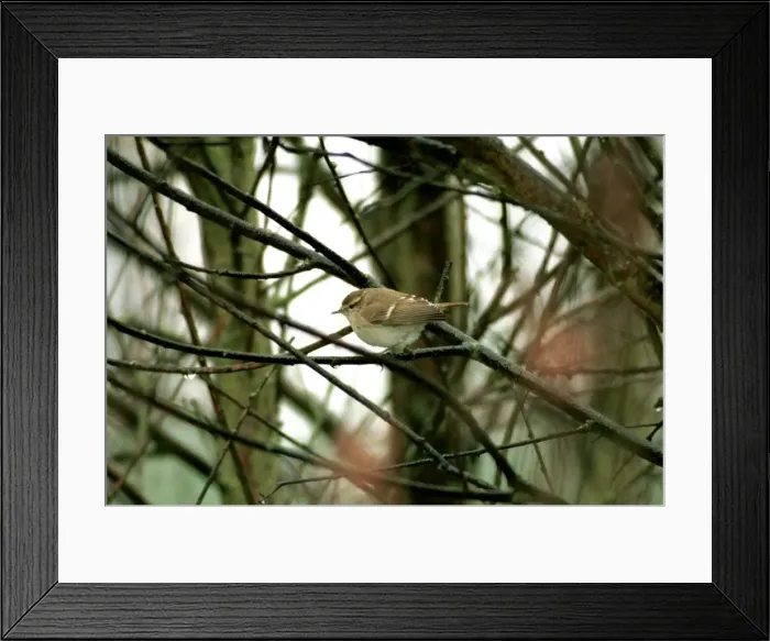 Framed Print : Humes Yellow-browed Warbler Brighton, UK Framed Print : Humes Yellow-browed Warbler Brighton, UK