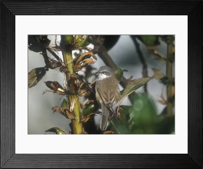 Framed Print : Lesser Whitethroat - October Isles of Scilly