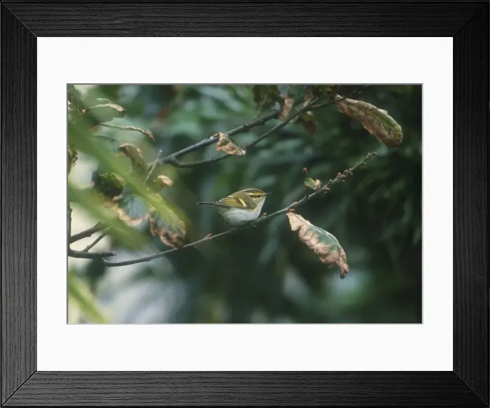 Framed Print : Pallas's Warbler - October Isles of Scilly Framed Print : Pallas's Warbler - October Isles of Scilly