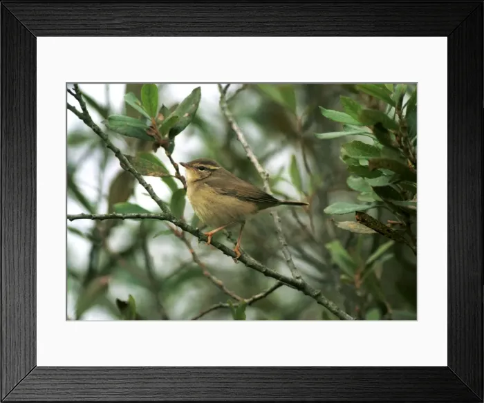 Framed Print : Raddes Warbler - October Isles of Scilly, UK Framed Print : Raddes Warbler - October Isles of Scilly, UK