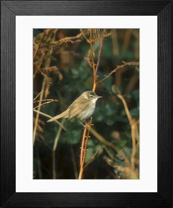 Framed Print : Paddyfield Warbler - October Isles of Scilly, UK Framed Print : Paddyfield Warbler - October Isles of Scilly, UK