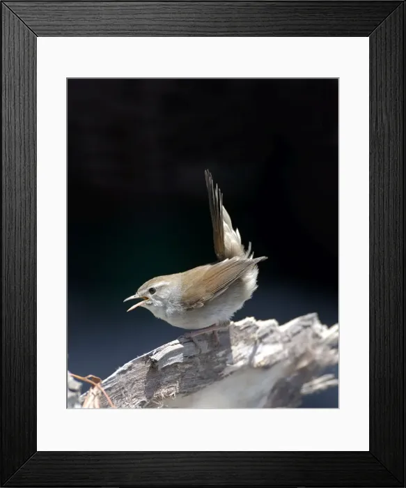 Framed Print : Cettis Warbler - Displaying May Framed Print : Cettis Warbler - Displaying May