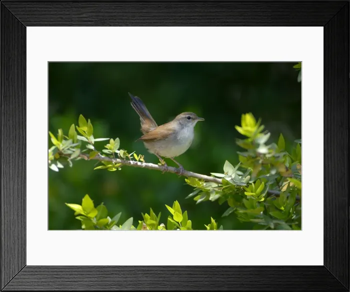 Framed Print : Cettis Warbler - Displaying UK, May Framed Print : Cettis Warbler - Displaying UK, May