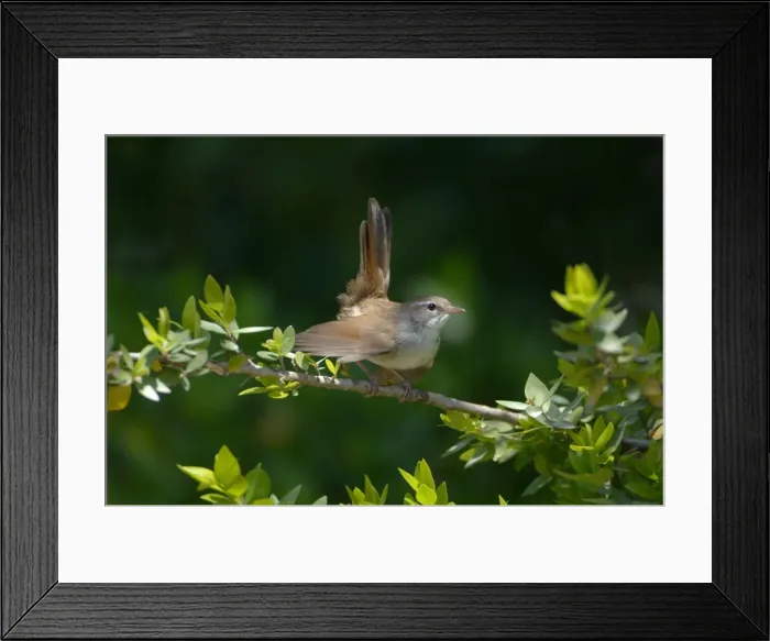 Framed Print : Cettis Warbler - Displaying UK, May Framed Print : Cettis Warbler - Displaying UK, May