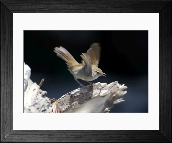 Framed Print : Cettis Warbler - Displaying UK, May Framed Print : Cettis Warbler - Displaying UK, May