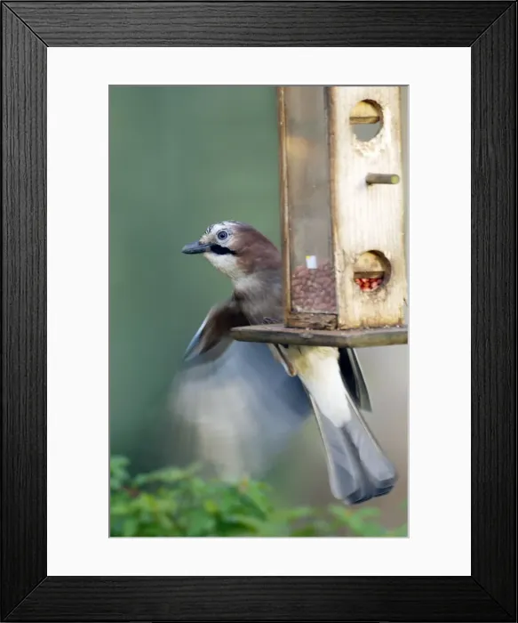 Framed Print : Eurasian Jay - on nut feeder in garden UK Framed Print : Eurasian Jay - on nut feeder in garden UK