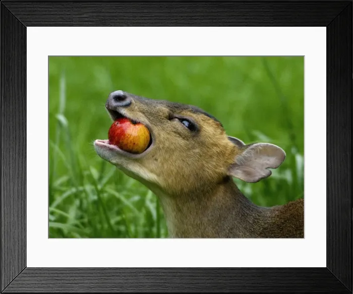 Framed Print : Muntjac - adult female feeding on apple in garden UK Framed Print : Muntjac - adult female feeding on apple in garden UK