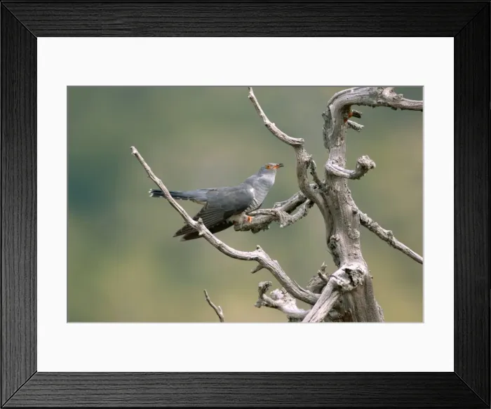 Framed Print : Cuckoo - adult calling, May Framed Print : Cuckoo - adult calling, May