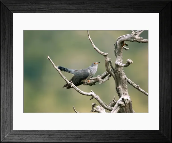 Framed Print : Cuckoo - adult May Framed Print : Cuckoo - adult May