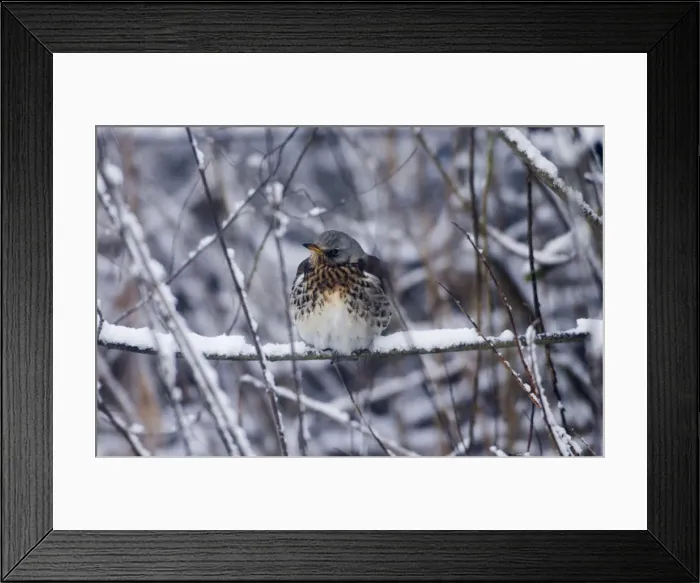 Framed Print : Fieldfare - In January snow. Oxon UK Framed Print : Fieldfare - In January snow. Oxon UK