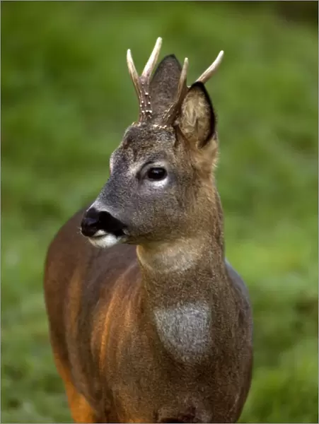 Roe Deer - Male. Oxon UK