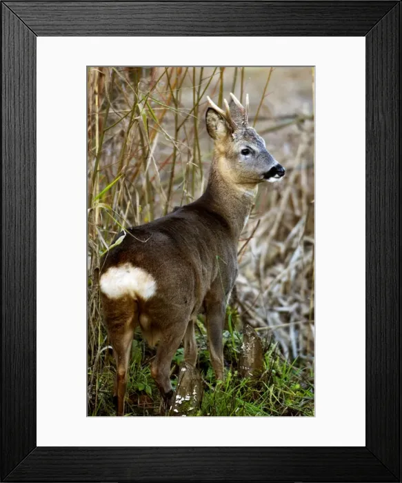 Framed Print : Roe Deer - Male. Oxon UK Framed Print : Roe Deer - Male. Oxon UK