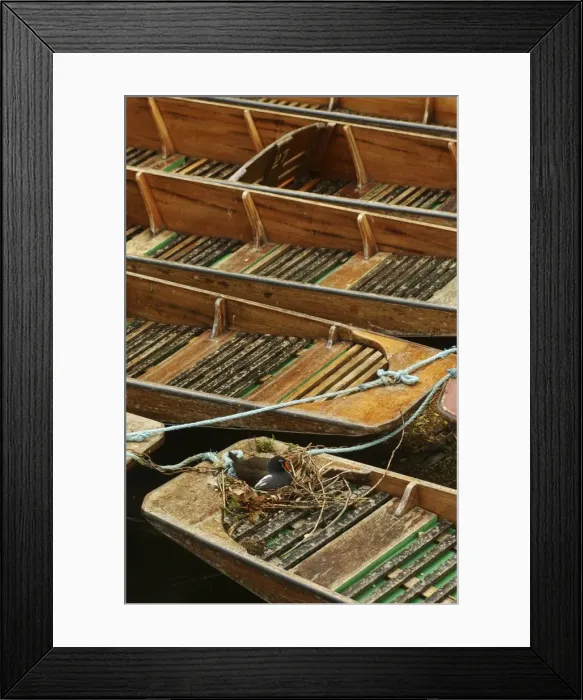 Framed Print : Moorhen - nesting on punts Oxford
