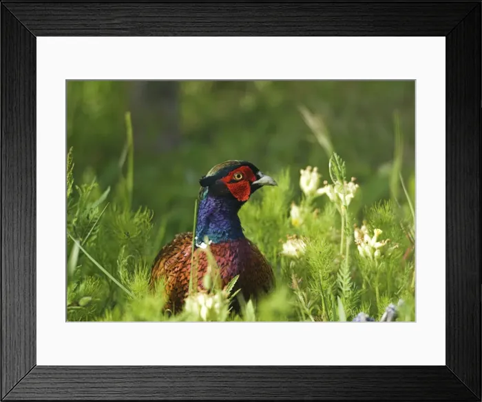 Framed Print : Pheasant - Adult Male in long grass. UK Framed Print : Pheasant - Adult Male in long grass. UK