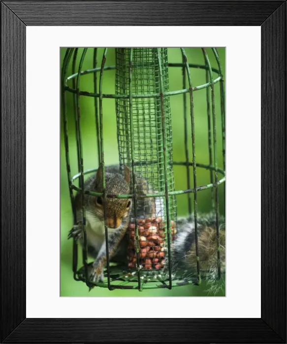 Framed Print : Grey Squirrel - feeding inside squirrel proof bird nut feeder. Oxon UK Framed Print : Grey Squirrel - feeding inside squirrel proof bird nut feeder. Oxon UK