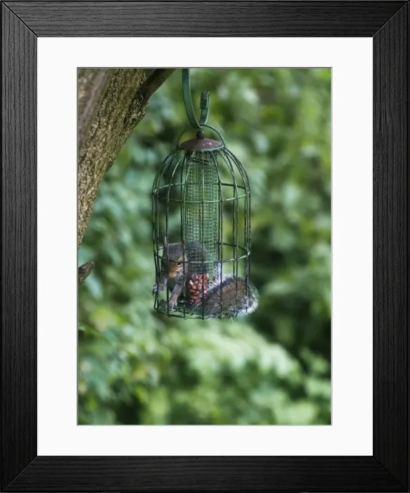 Framed Print : Grey Squirrel - feeding inside squirrel proof bird nut feeder. Oxon UK Framed Print : Grey Squirrel - feeding inside squirrel proof bird nut feeder. Oxon UK