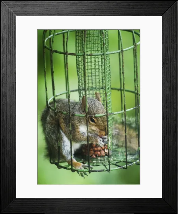 Framed Print : Grey Squirrel - feeding inside squirrel proof bird nut feeder. Oxon UK Framed Print : Grey Squirrel - feeding inside squirrel proof bird nut feeder. Oxon UK