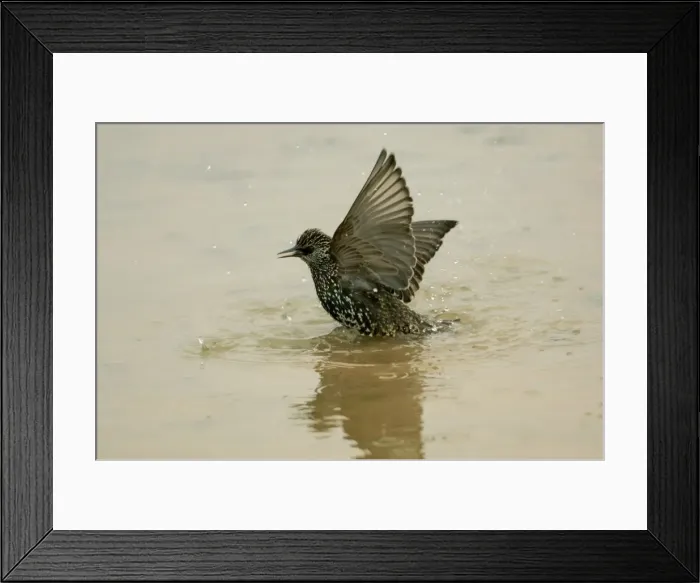 Framed Print : Common Starling - Bathing in puddle Framed Print : Common Starling - Bathing in puddle